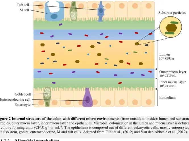 Figure 2 Internal structure of the colon with different micro-environments (from outside to inside): lumen and substrate  particles, outer mucus layer, inner mucus layer and epithelium