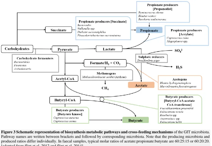 Figure 3 Schematic representation of biosynthesis metabolic pathways and cross-feeding mechanisms of the GIT microbiota