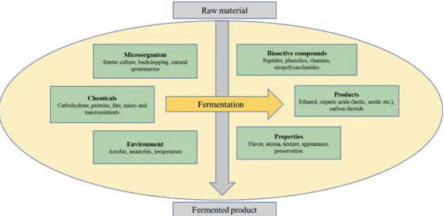 Fig. 6: Overzicht van het fermentatie mechanisme (Kandasamy et al., 2018). 