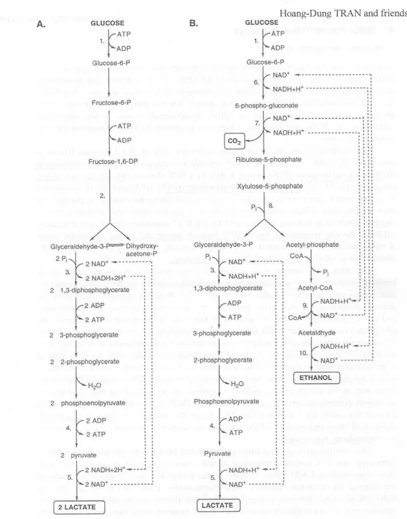 Fig. 7: De twee belangrijkste pathways voor de fermentatie van glucose: (A) homolactische fermentatie  (glycolyse, Embden-Meyerhof-Parnas pathway); (B) heterolactische fermentatie 