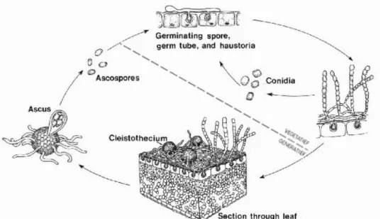 Figuur  2:  Schematische  voorstelling  van  de  voortplantingscyclus  van  echte  meeldauw    (The  American  Phytopathological Society) 