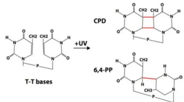 Figuur  7:  Vorming  van  pyrimidine  dimeren  CDP  en  6,4-PP,  door  de  gevormde  covalente  binding  (in  het  rood)  tussen twee thymine basen (De Koning, 2013)