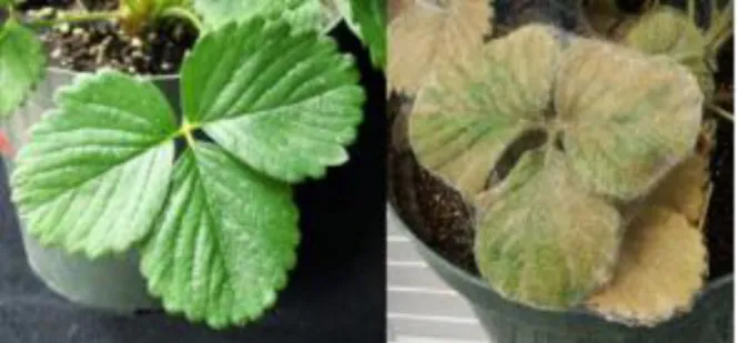 Figuur  14:  Verschil  in  spintaantasting  tussen  planten  behandeld  met  UV-C  licht  en  onbehandelde  planten in een proef van short et al