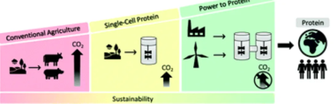 Figure 4: The path towards sustainable protein production (Molitor et al., 2019) 