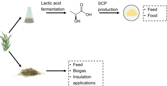 Figure 7: Proposed protein production approach. The grass will be fractionated towards grass juice and pressed  cake