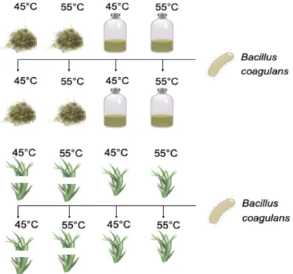 Figure 9: Experimental set-up for (non-)aseptic lactic acid fermentation on different grass substrates namely grass  juice, pressed cake (fibres), ground grass and fresh grass