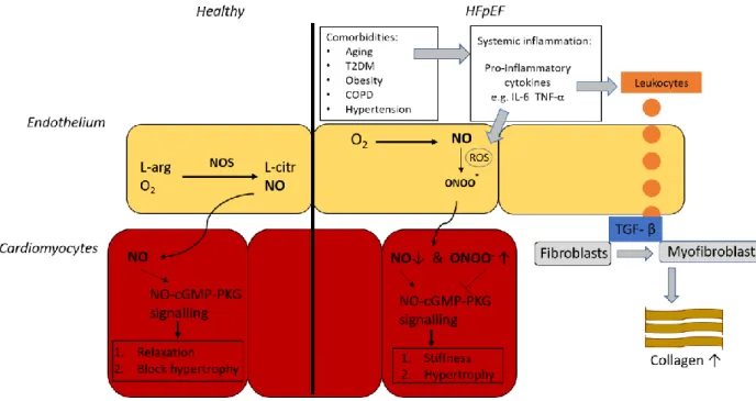 Figure 4. Nitrosative stress as a novel driver for HFpEF pathogenesis. Left. in the healthy heart L-arginine (L-arg) and oxygen are  converted to L-citrulline and NO by NO Synthase