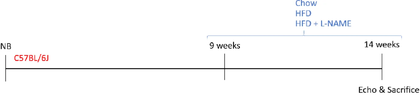 Figure 9. High Fat Diet + L-NAME model experimental design. Newborn (NB) C57BL/6J mice were raised on chow diet until 9  weeks of age, followed by a 5-weeks-long diet treatment of either control chow, High Fat Diet (HFD) or a combination of HFD and  L-NAME