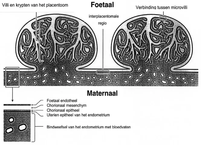 Figuur 1. De opbouw van de boviene placenta (naar Schlafer et al., 2000) 