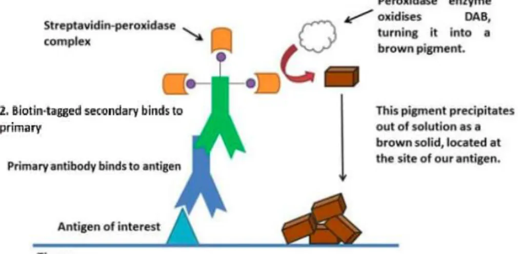 Figuur 10: Grafische voorstelling van een immunohistochemische kleuring, waarbij de verschillende lagen van  bindende antilichamen, die het signaal versterken op de plaats van het antigeen van interesse, weergegeven  worden