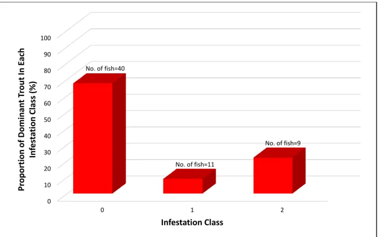 Figure 7. The proportion of dominant trout in every infestation class without the presence of food