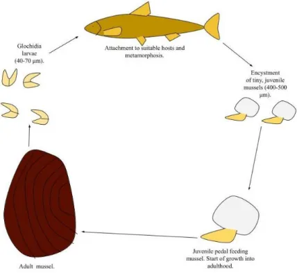 Figure 1. The life cycle of the freshwater pearl mussel                                                                                    (illustration made in Google Drawings)