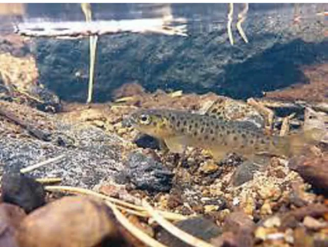 Figure 2. A juvenile brown trout (Bergdahl, 2020). 