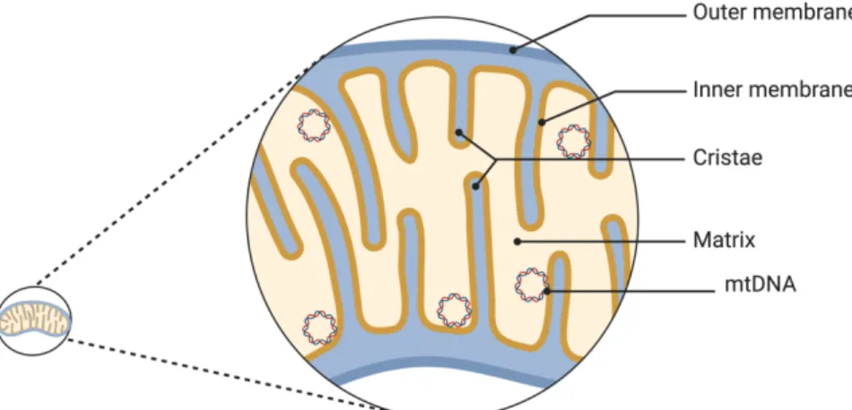 Figure 1. Mitochondrial membrane structure. Mitochondrion is surrounded by two  major membranes: the outer mitochondrial membrane and the inner mitochondrial  membrane
