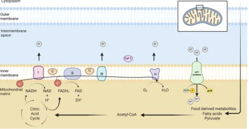 Figure 2. Schematic representation of mitochondrial respiratory chain. Food derived  metabolites enter to citric acid cycle via Acetyl-CoA