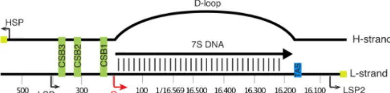 Figure 3. Organisation of human mitochondrial DNA and D-loop structure. 
