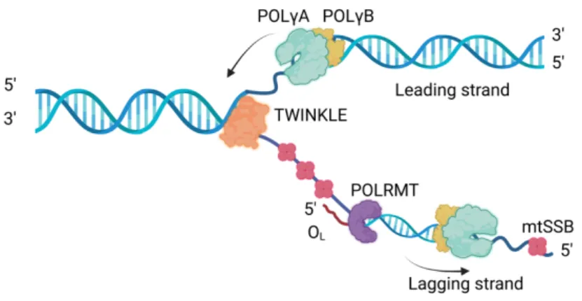 Figure 5. The core of mitochondrial DNA replication proteins contains TWINKLE  helicase  (orange),  DNA  polymerase  (POL g   A  in  green  and  POL g   B  in  yellow),  mtSSB  (pink)  and  POLRMT  (purple)