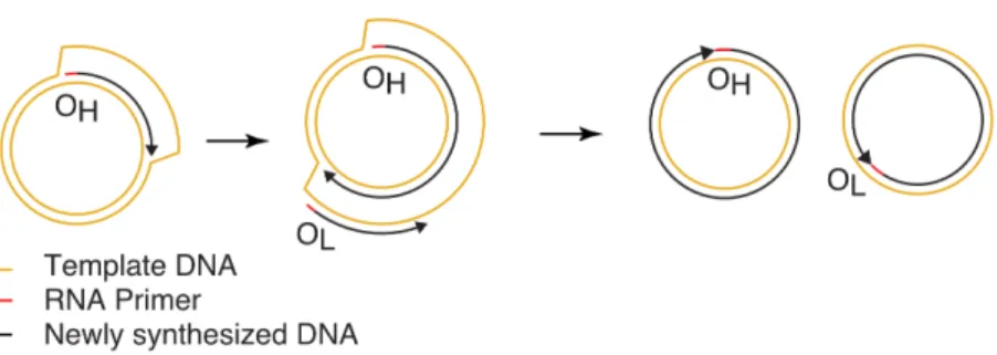 Figure 6.  Schematic  representation  of  Strand  Displacement  Mode  (SDM)  of  mitochondrial  DNA  replication