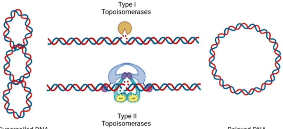 Figure 7. Overview  of  topoisomerases  and  their  working  principles.  Type  I  topoisomerases introduce single cut, whereas Type II topoisomerases cut two strands  of double-stranded DNA