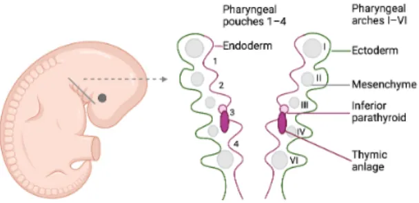 Figure 3. Schematic illustration of a human embryo to the left, with a cross-section of  the pharyngeal region to the right