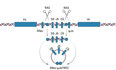 Figure 5. Schematic illustration of the formation of a δRec-ψJα TREC. 