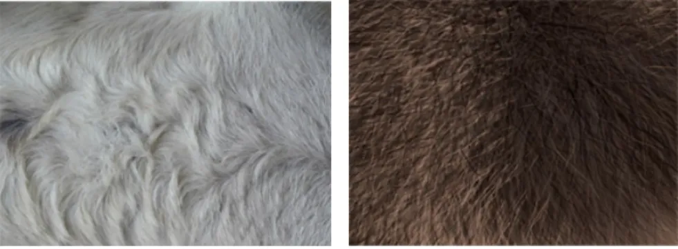 Figure 10. To the left: Fur 1 and to the right: Fur 8. 