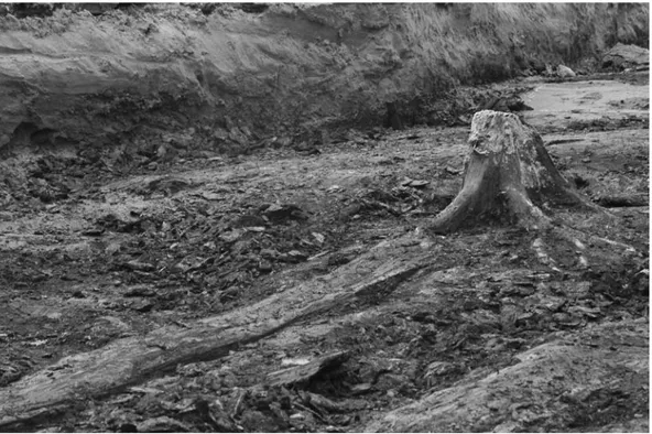 Fig. 5. Mesolitisk markyta med träd och stubbar, funna vid undersökningen Malmö C Nedre