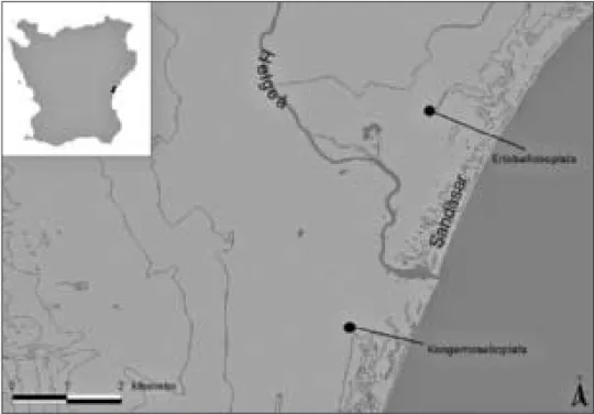 Fig. 1. Yngsjöområdets topografi.