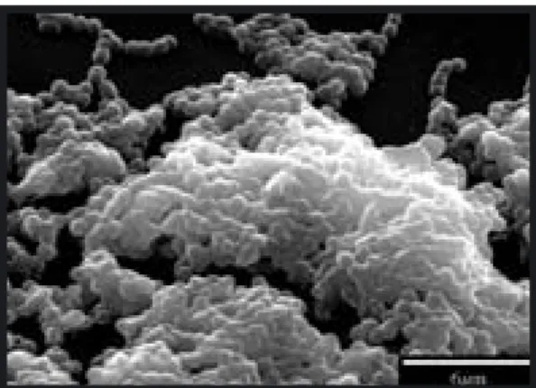 Figur 1: Elektronmikroskopisk bild av en biofi lm.