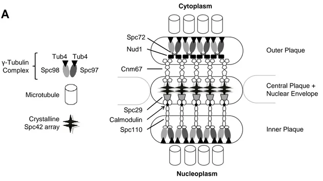 Figure 1: Schematic representation of the SPB core components 