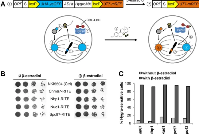 Figure 2. Components of the yeast centrosome can be tagged with a switchable element.  