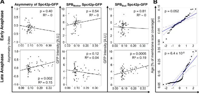 Figure 5. SPB size may correlate with replicative age. 