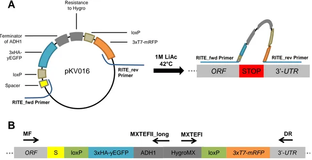 Figure S1 : Overview of construction and validation of yeast strains 