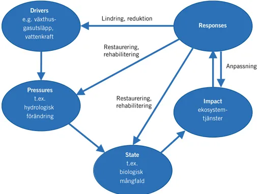 Figur 1. Responser på påverkan från t.ex. växthusgasutsläpp och vattenkraft på sötvattensekosystem  enligt DPSIR-ramverket