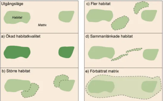 Figur 5. För att förbättra förutsättningarna för bevarande av biologisk mångfald i ett landskaps- landskaps-perspektiv behöver vi enligt Lawton m.fl