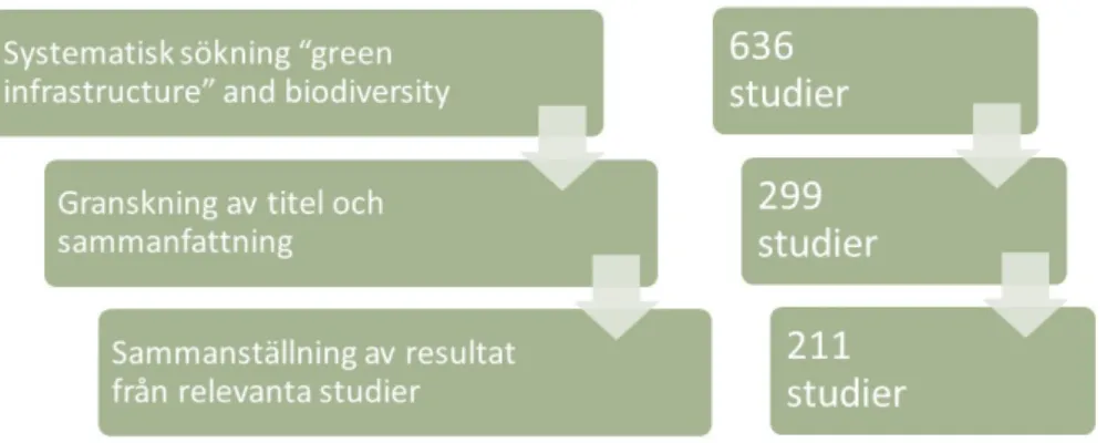 Figur 6. Schematisk illustration över sorteringsprocessens steg och dess utfall. En första sökning  i databaser över vetenskapliga tidskrifter gav träff på 636 studier