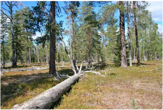 Figur 1:1. Exempel på kontinuitetsskog med höga naturvärden. Pellokielas Naturreservat i Norr- Norr-botten