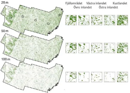 Figur 3:3. Kärnområde inom potentiell kontinuitetsskog (pCF) presenterat med 25 m, 50 m  och 100 m kantzon runt varje sammanhängande pCF ≥ 1 ha