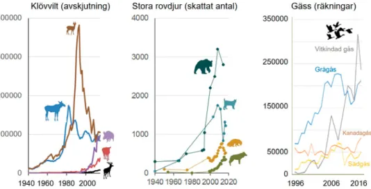 Figur B1. Populationsutveckling för klövvilt, stora rovdjur och storfåglar. Källor: Svenska Jägare- Jägare-förbundets viltövervakning, Viltskadecenter, Danell m.fl