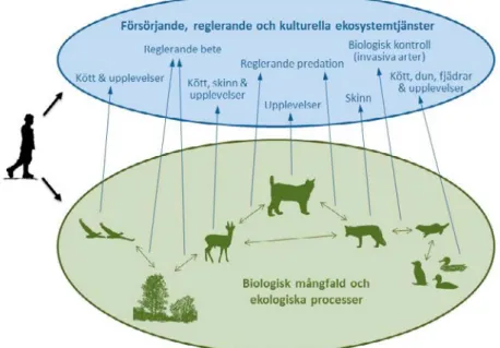 Figur 2. Biologisk mångfald och ekologiska processer genererar försörjande, reglerande och   kulturella ekosystemtjänster, som ofta samskapas genom samspel med mänskliga aktiviteter  och social kontext.