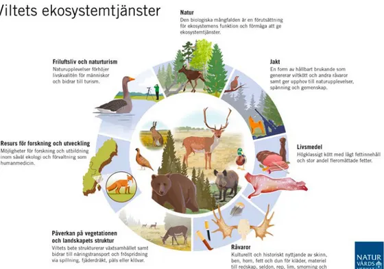 Figur 1. Olika ekosystemtjänster från vilt.