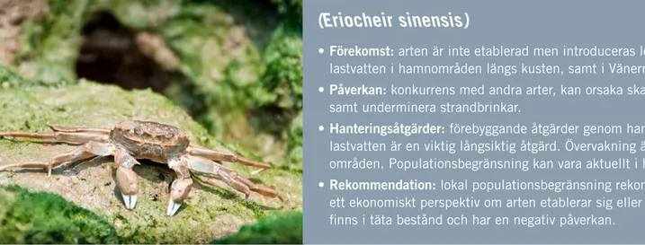 Figur 8. Ullhandskrabba (Eriocheir sinensis).  Crown Copyright 2009. Fotot tillhör GBNNSS.