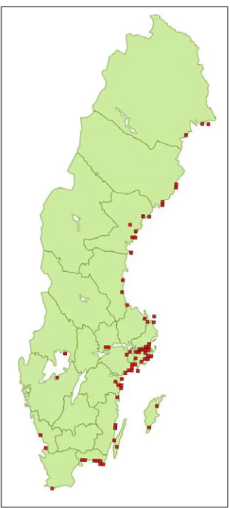 Figur 9. Förekomster av Eriocheir sinensis  i Sverige inom Europeiska miljöbyråns  refe-rensruta på 10 x 10 km mellan 2000–2016  (data från Artportalen och Drotz m.fl.,  2010)
