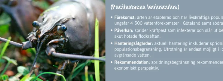Figur 10. Signalkräfta (Pacifastacus leniusculus).  NOBANIS. Finns på http://www.NOBANIS.org
