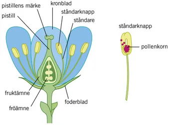 Figur 3.1. Blommans olika delar i genomskärning.