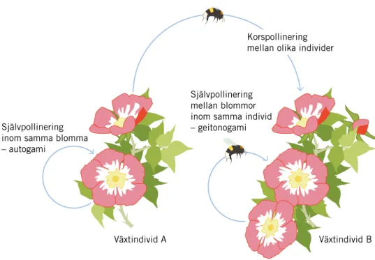 Figur 3.2. Växter har olika pollineringssystem, många växtarter behöver pollinatörer och vissa  växtarter måste korspollineras för optimal frösättning