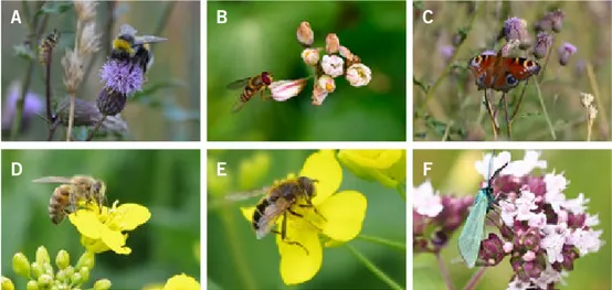 Figur 4.1. Pollinatörer är ett samlingsnamn för djur som besöker blommor och på så sätt hjälper  till att korsbefrukta växten, dvs