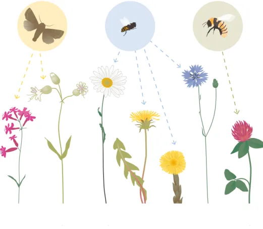 Figur 4.2. Ett nätverk av pollinatörer och växter består av flera olika arter med varierande grad av  värdväxtspecialisering och funktionalitet, t.ex