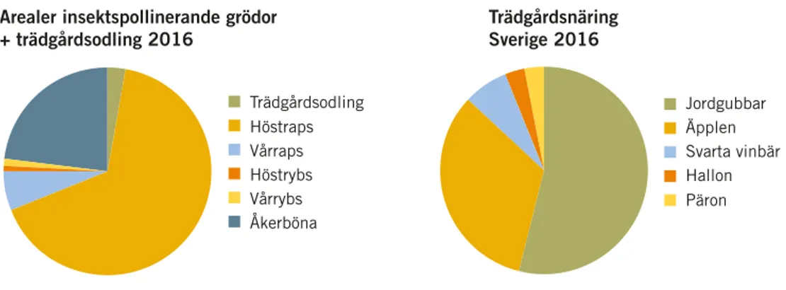 Figur 4.3. Odlad areal för insektspollinerade grödor i Sverige 2016. Till vänster, fördelning av areal  insektspollinerade grödor inom jordbruksnäringen samt andel areal trädgårdsodling i Sverige 2016