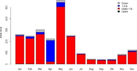 Figur 4. Antal tamren dödade av kungsörn (dokumenterad eller bedömd som säker) i Norge perio- perio-den 2005–2015 fördelat per månad och renens ålder